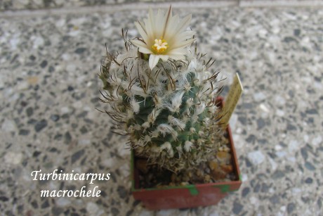DSC00744_turbinicarpus macrochele