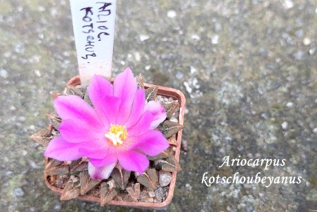 20251004_172834_ariocarpus kotschoubeyanus