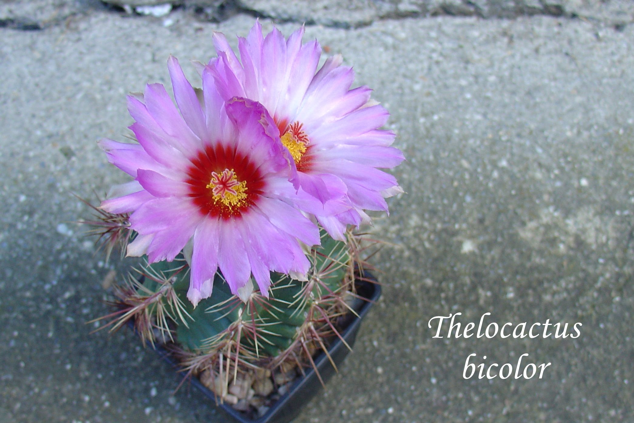 DSC00405_thelocactus bicolor