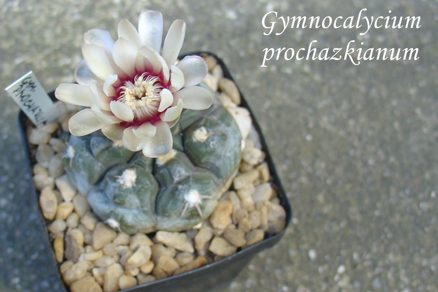 DSC00409_gymnocalycium prochazkianum