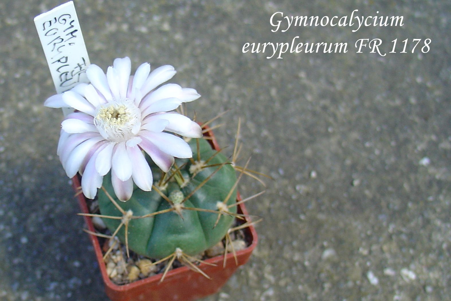 DSC00412_gymnocalycium eurypleurum FR 1178