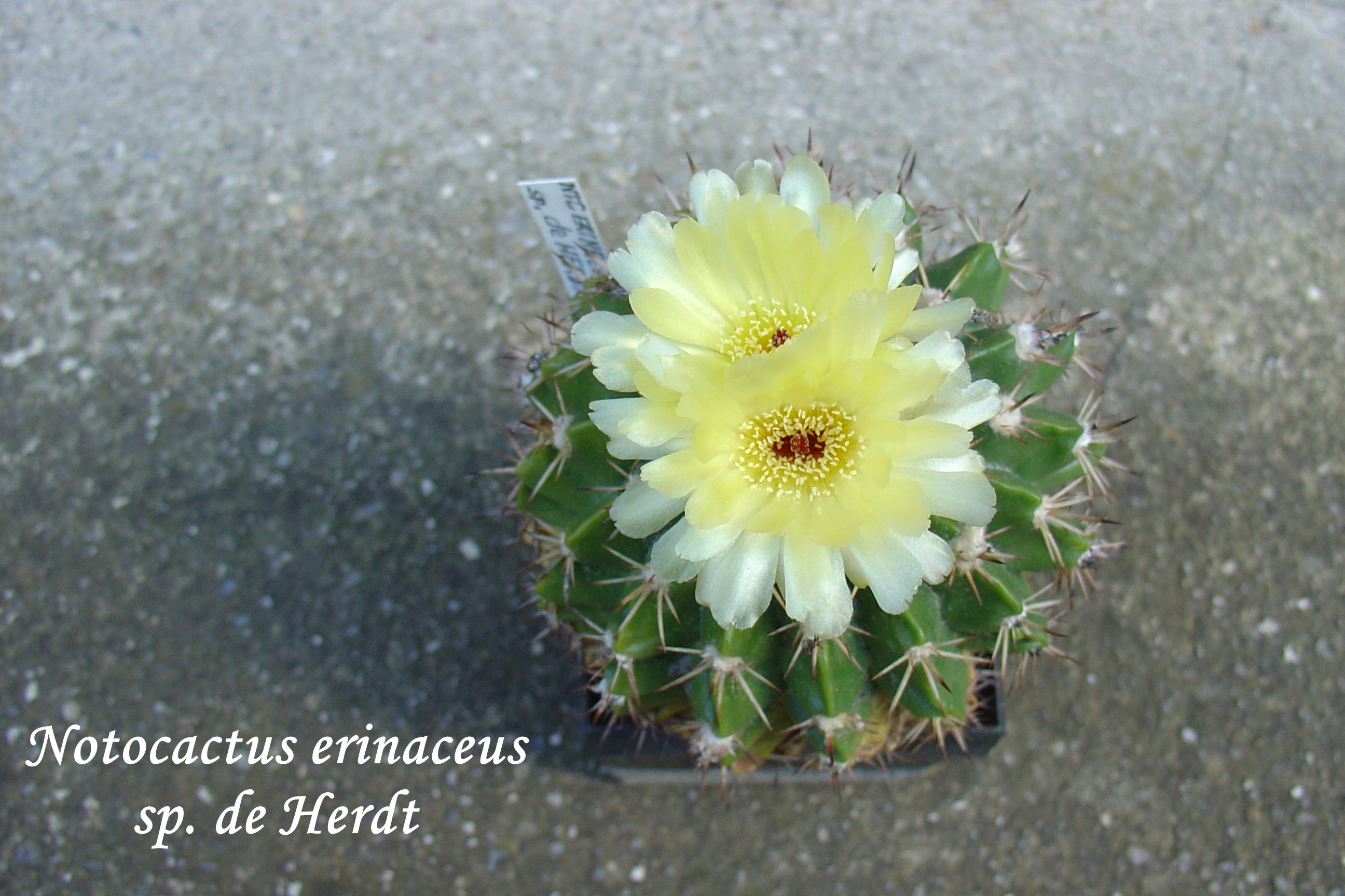 DSC00420_notocactus erinaceus sp. de Herdt