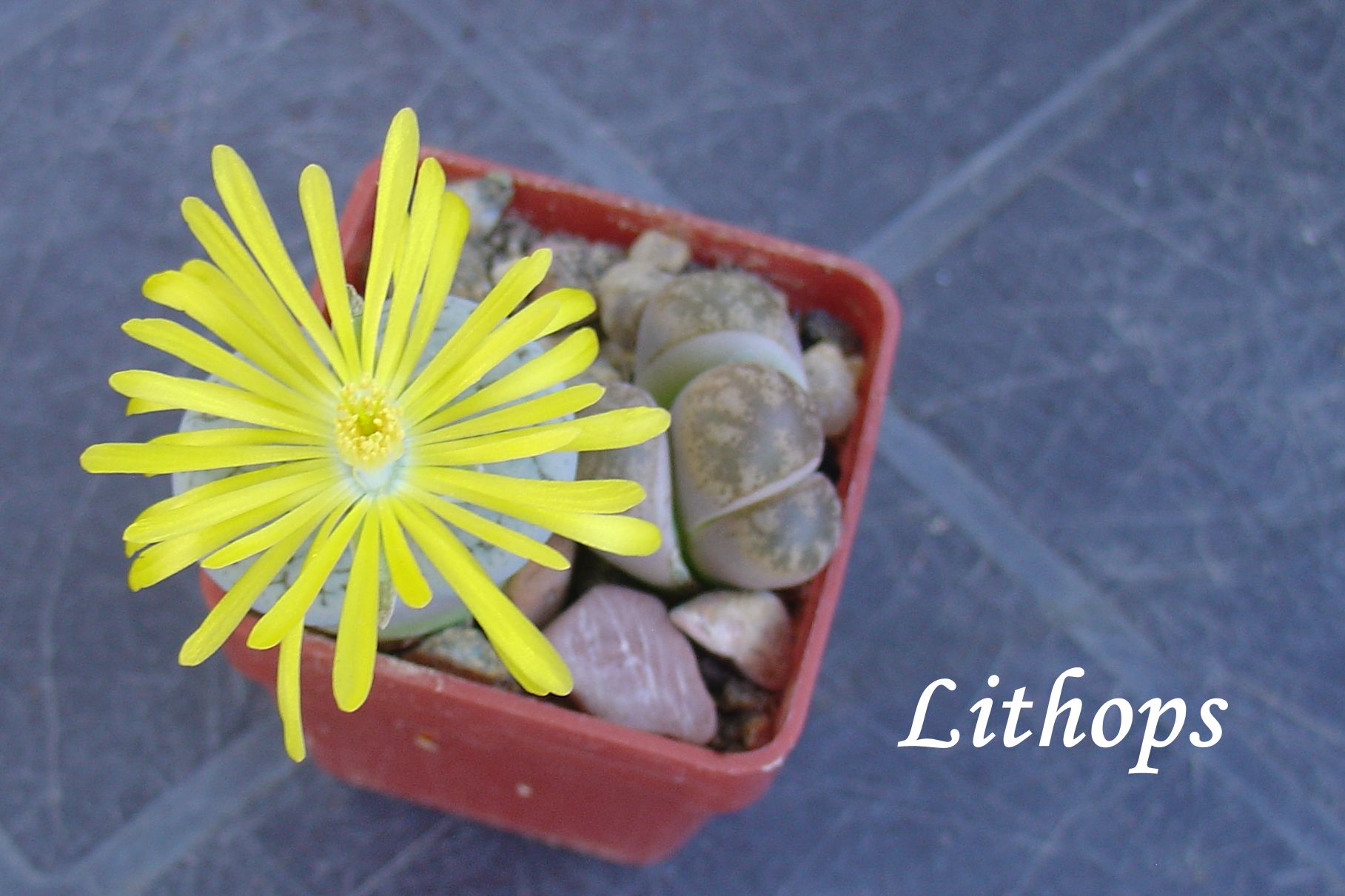 DSC00423_lithops