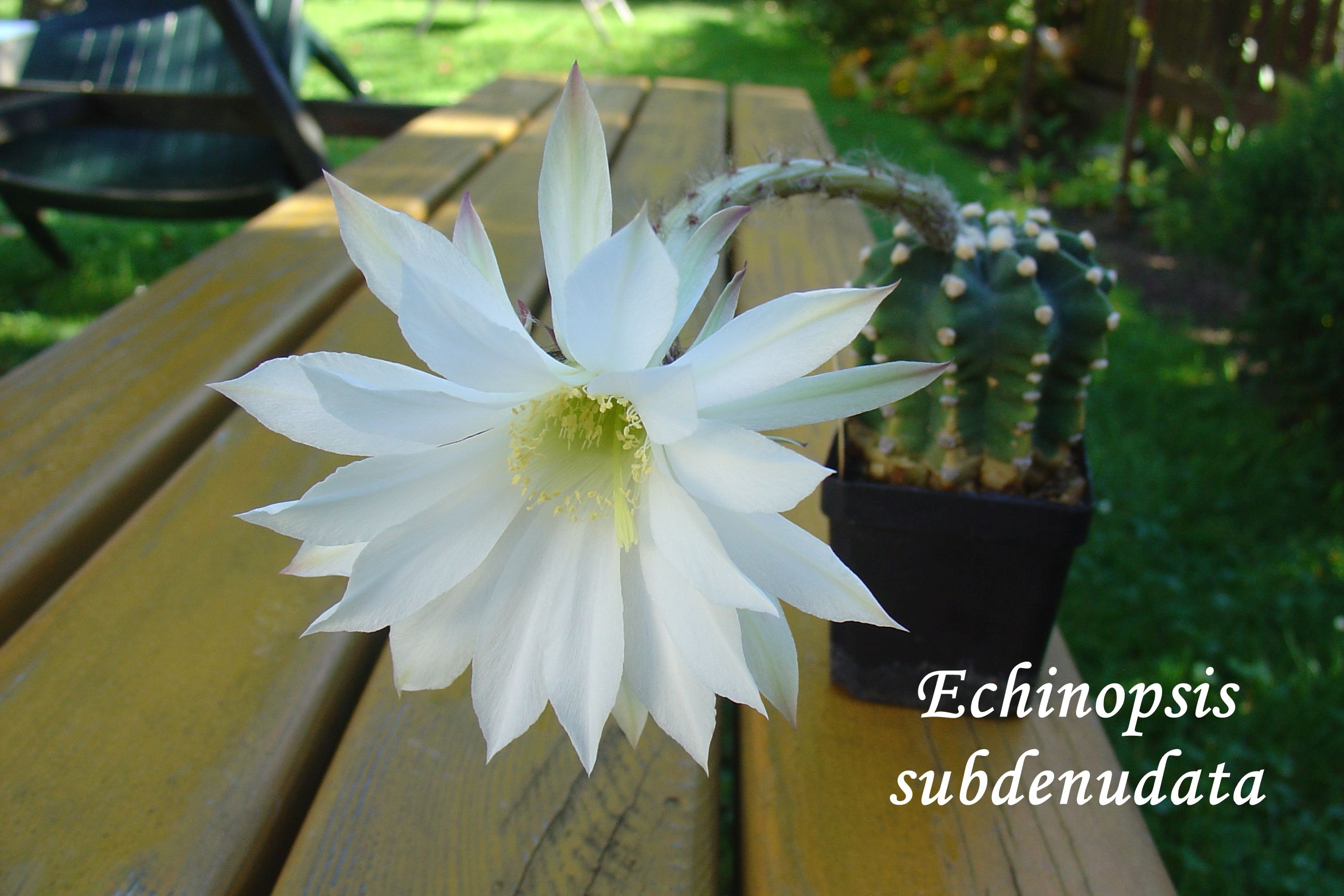 DSC00426_echinopsis subdenudata