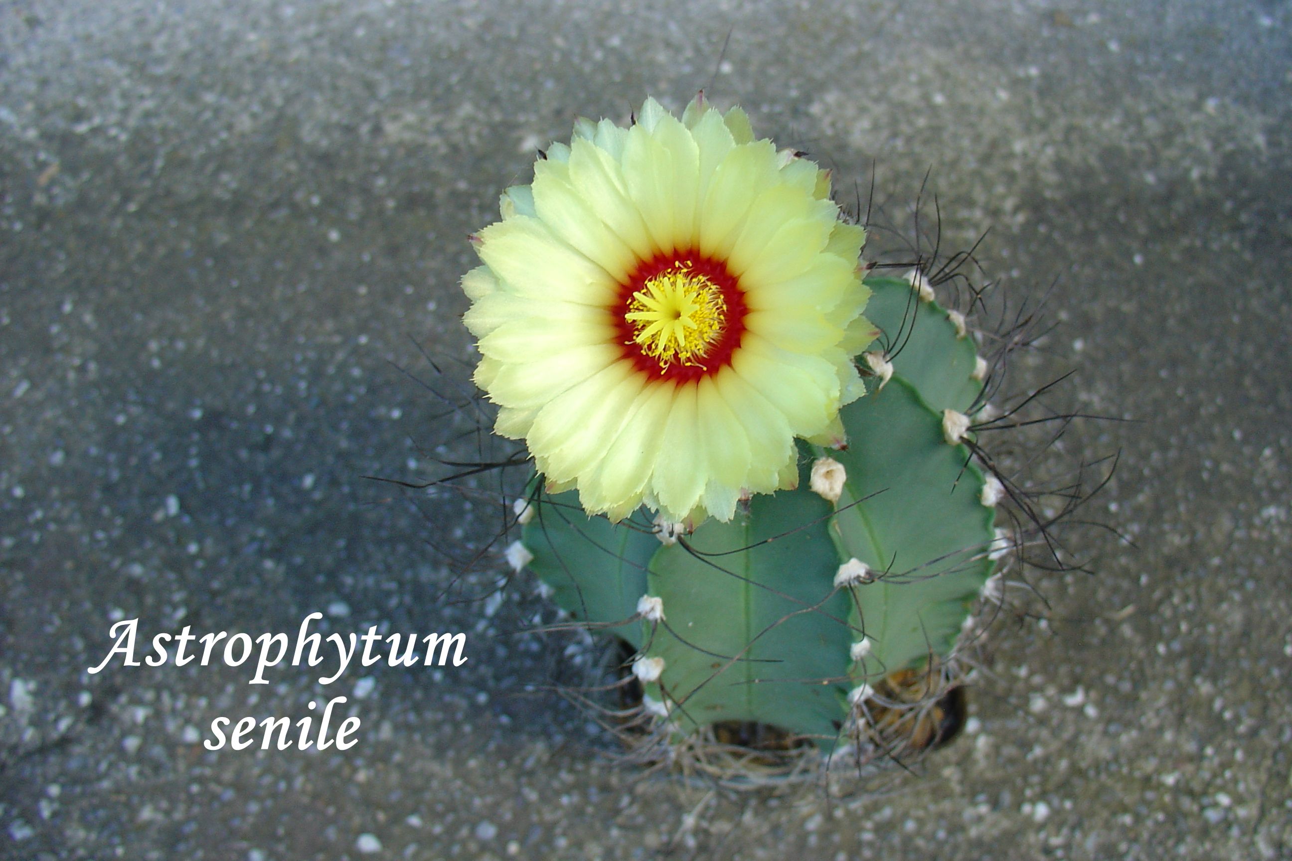 DSC00434_astrophytum senile