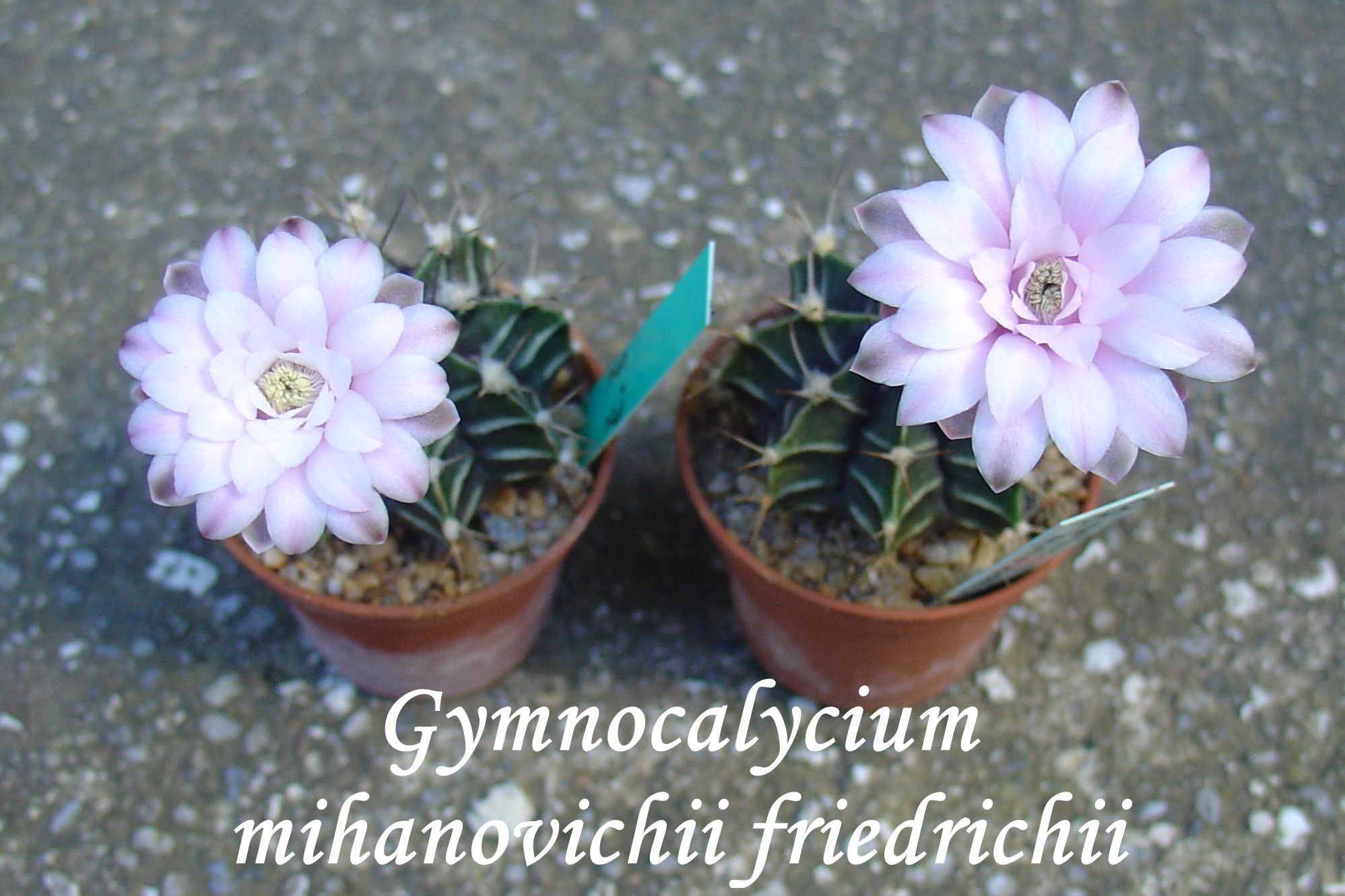 DSC00439_gymnocalycium mihanovichii friedrichii