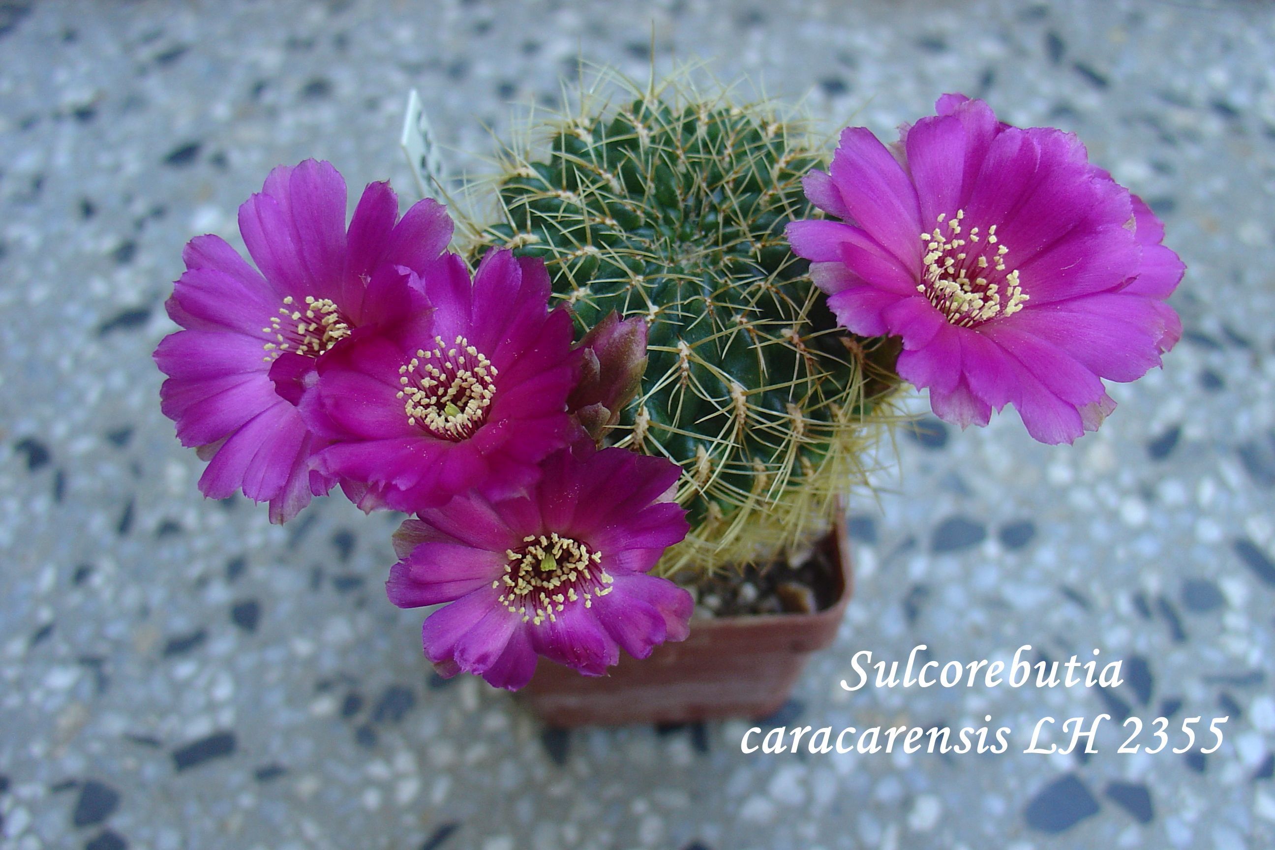 DSC00736_sulcorebutia caracarensis typ LH 2355