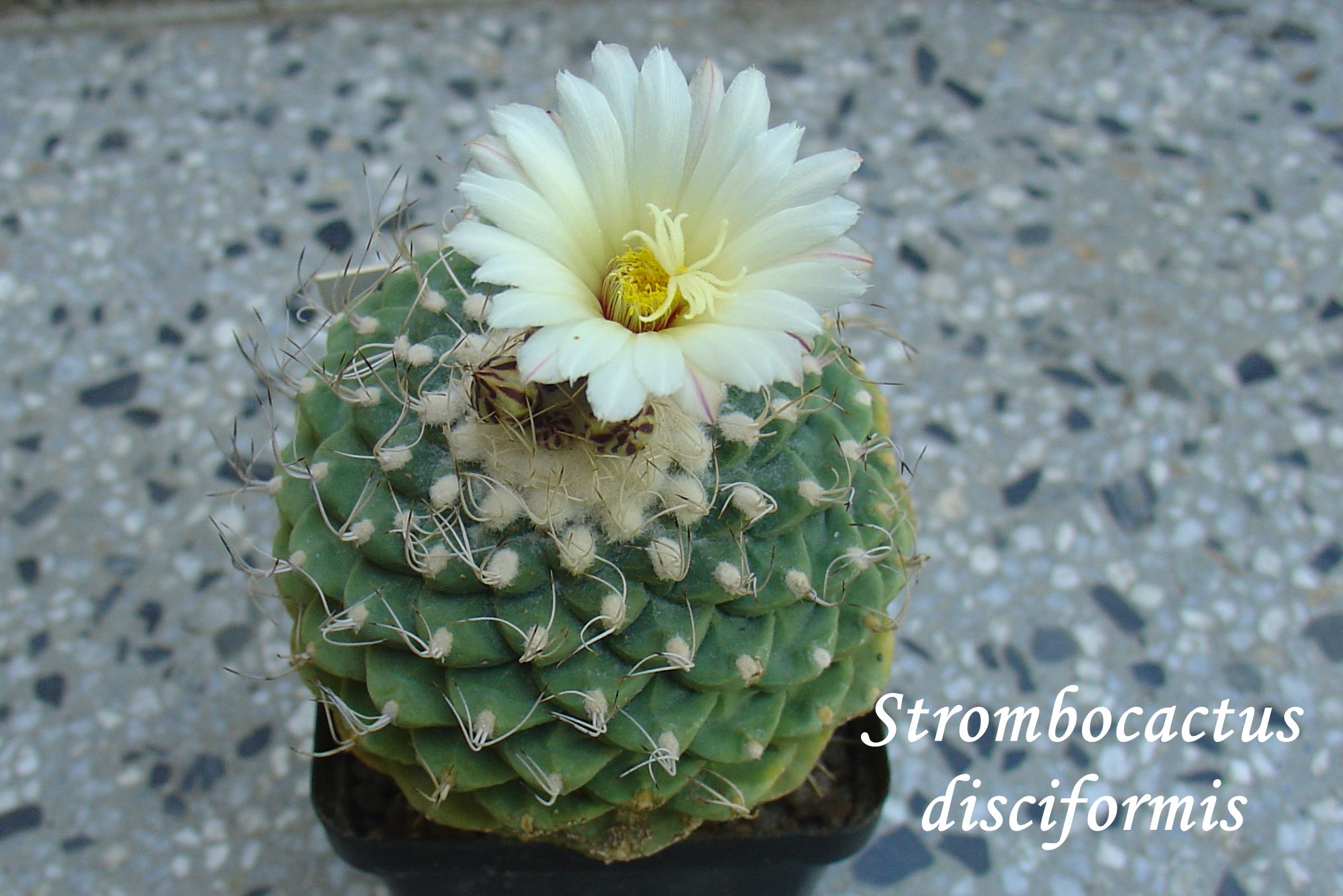 DSC00739_strombocactus disciformis 