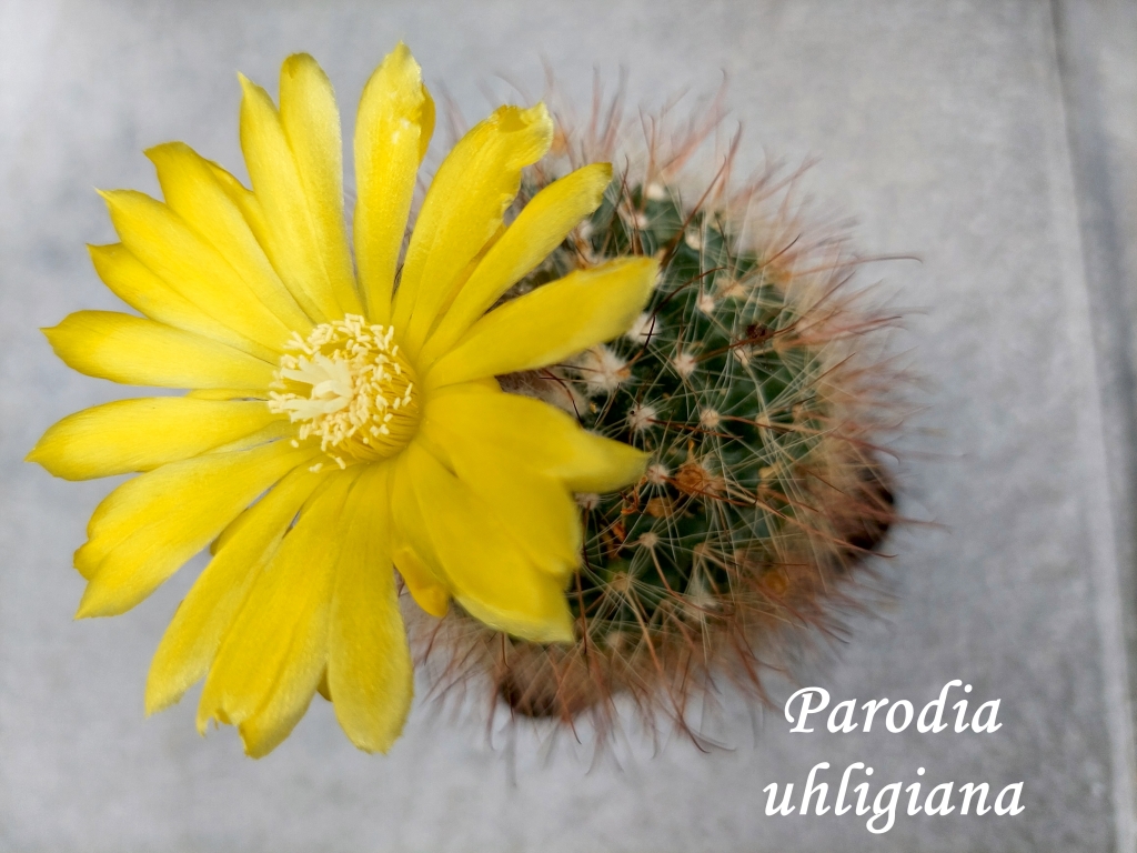 20250806_152221_parodia uhligiana