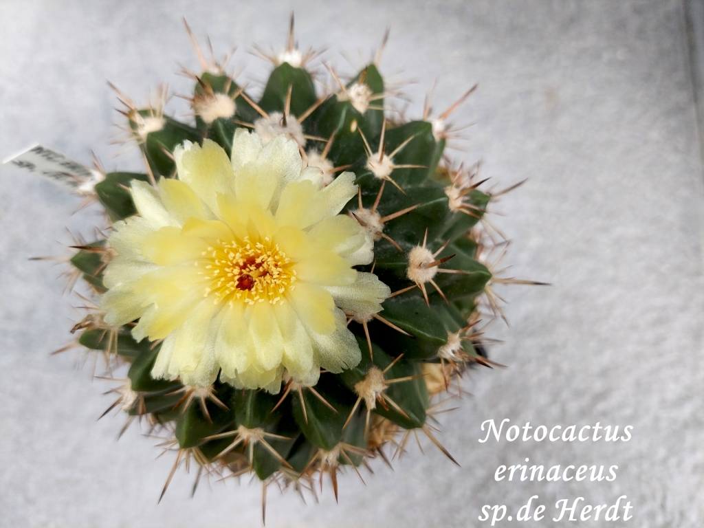20250806_152246_notocactus erinaceus sp. de Herdt