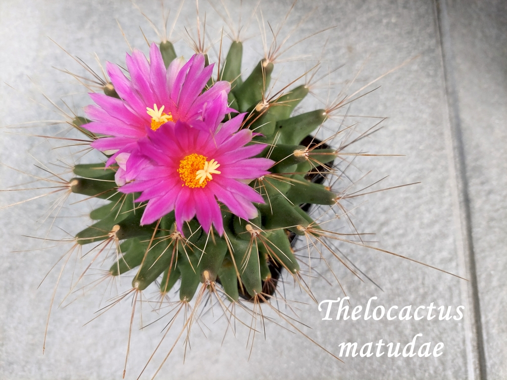 20250806_152320_thelocactus matudae
