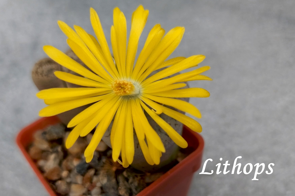 20250806_180055_lithops 