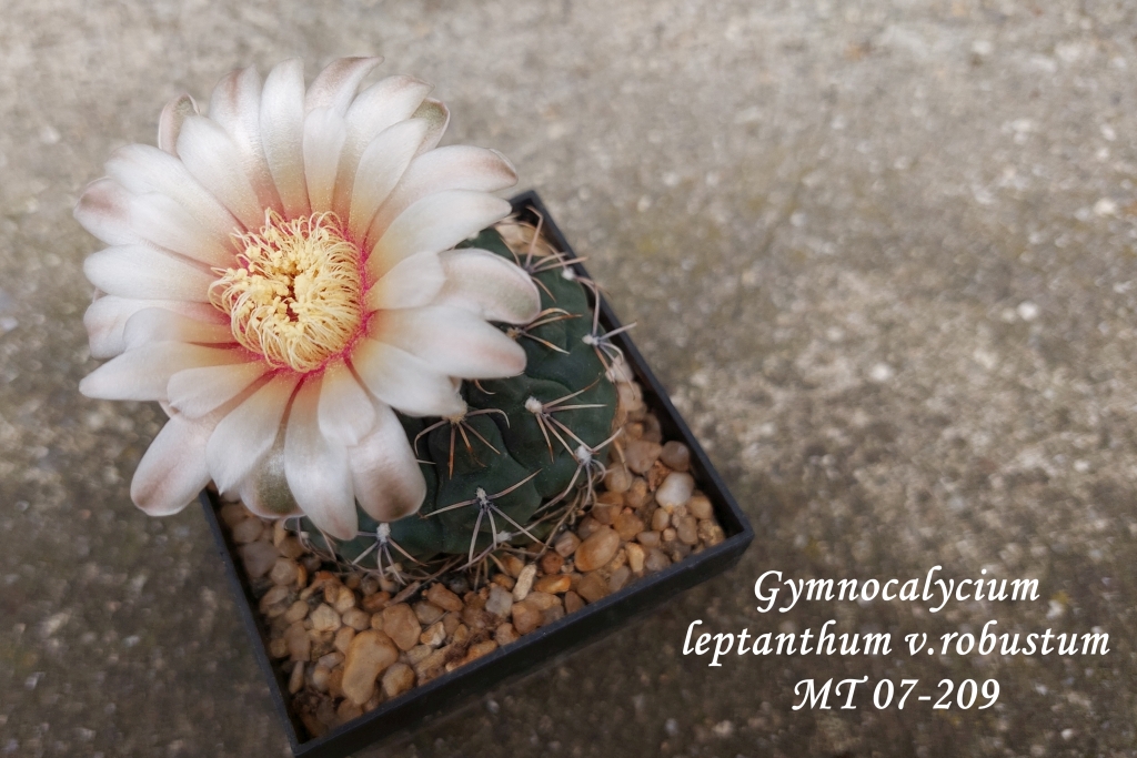 20250809_163759_001_gymnocalycium leptanthum v.robustum MT 07-209