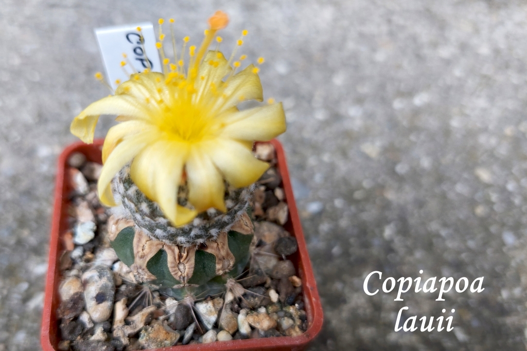 20250810_114305_copiapoa lauii