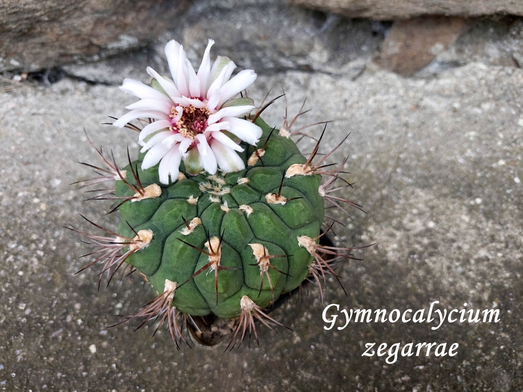 20250810_152128_gymnocalycium zegarrae