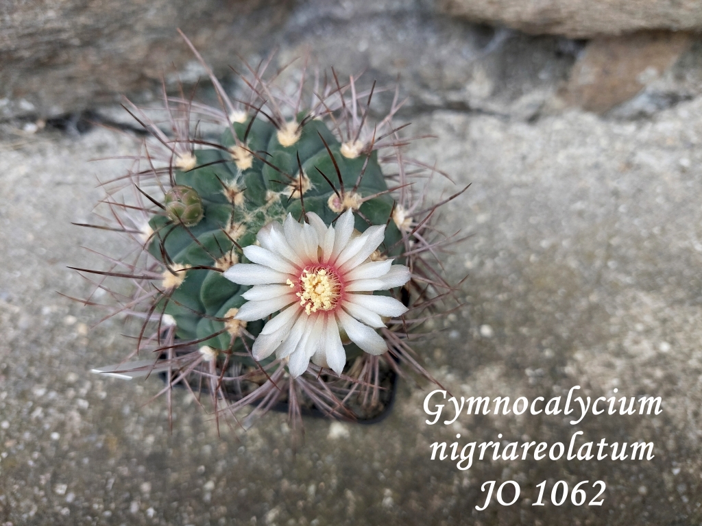 20250810_152201_gymnocalycium nigriareolatum JO 1062