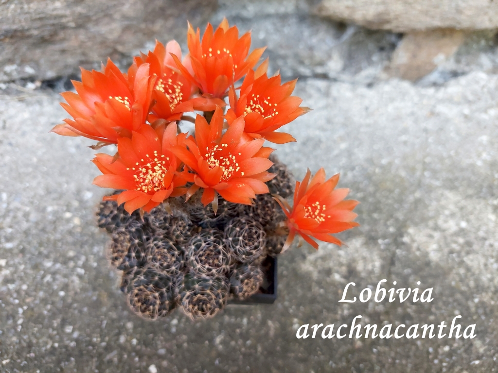 20250813_135419_lobivia arachnacantha oranžová