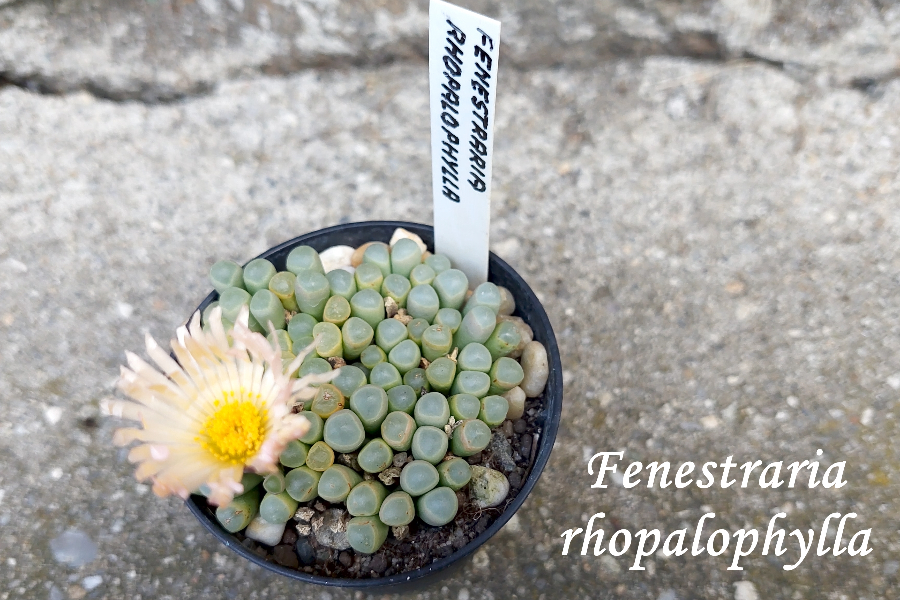 20250929_144225_fenestraria rhopalophylla