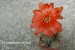 DSC09039_chamaecereus hybrid  červený květ