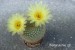 DSC09379_notocactus sp. žlutý květ