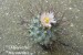 DSC00467_thelocactus rinconensis