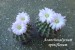 DSC00446_acanthocalycium spiniflorum