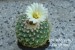 DSC00739_strombocactus disciformis 