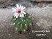 20250810_152128_gymnocalycium zegarrae